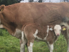 Tullamore Mart's Upcoming Full Dispersal Sale of Limelight Herd: A Unique Opportunity to Acquire Top-Quality Simmentals on Monday, 23rd October