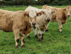 Upcoming Event: Weanling Heifers Sale at Carrigallen Mart this Saturday, 14th October