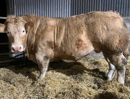 Carnew Mart Prepares for the Prestigious Annual Fatstock Show and Sale: Day 1 Highlights Bullocks and Bulls