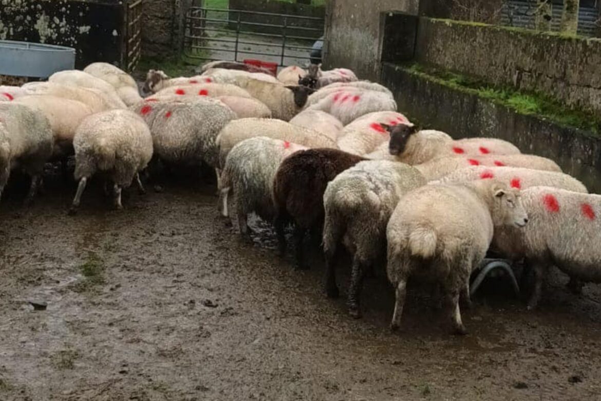 First Sheep Sale of 2024 at Cootehill Mart Sparks Enthusiasm Among Farmers