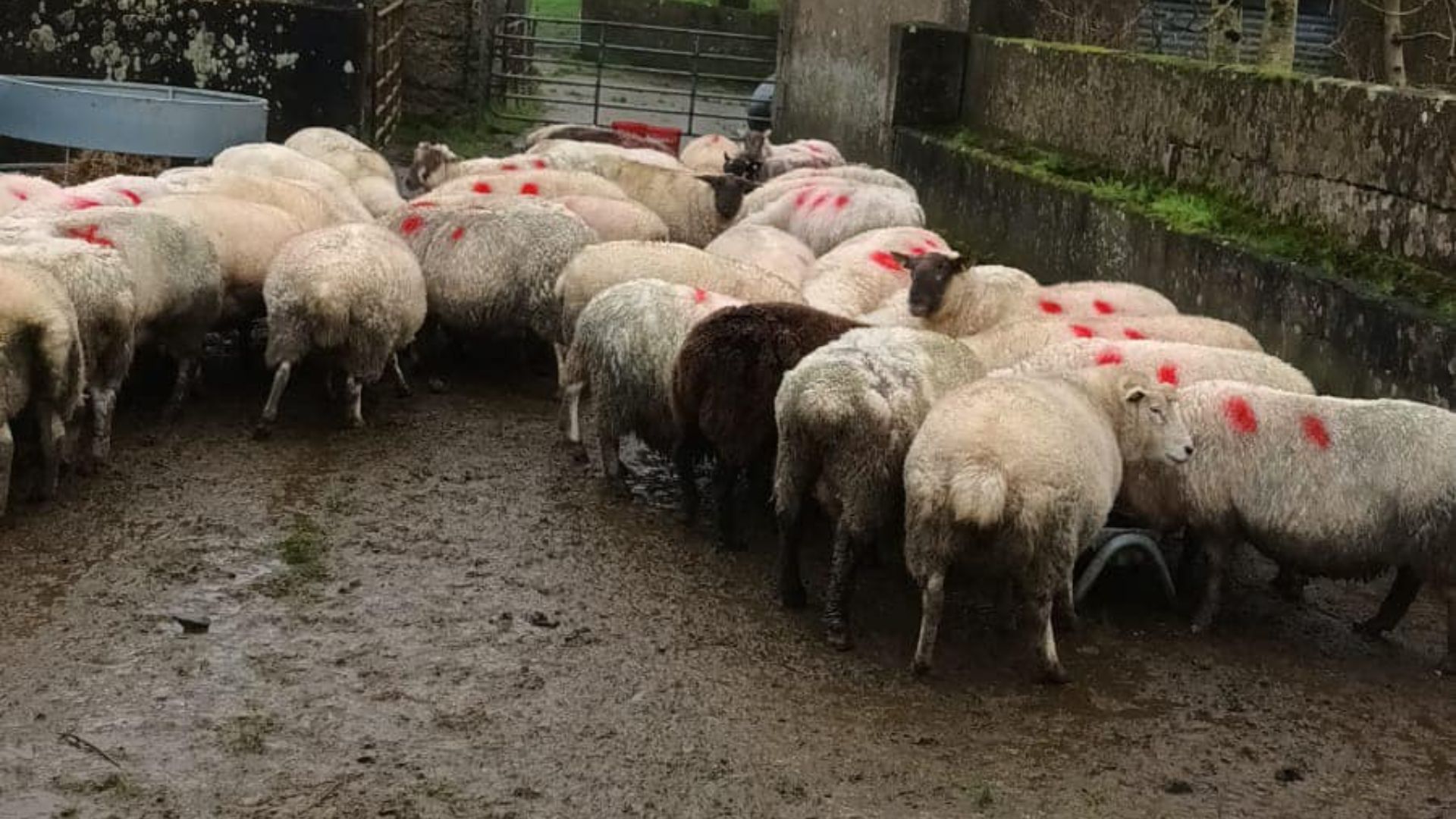 sheep homestead        
        <figure class=