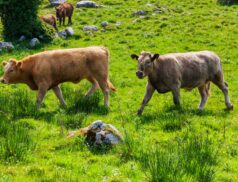 Kanturk Co-operative Mart Ltd. Hosts Monumental Clearance Sale of Top-Tier Cattle