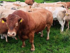 Headford Mart to Host Premier Cow Dispersal Sale Featuring Top-Quality In-Calf Cows on 17th February