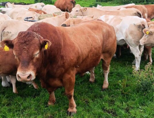 Headford Mart to Host Premier Cow Dispersal Sale Featuring Top-Quality In-Calf Cows on 17th February