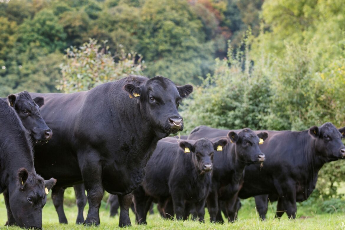 Mark Your Calendars: Northern Ireland's Premier Aberdeen Angus Sale Coming to Dungannon Farmers' Mart