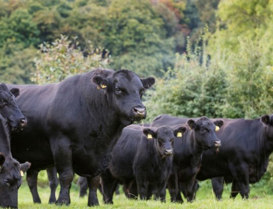 Mark Your Calendars: Northern Ireland's Premier Aberdeen Angus Sale Coming to Dungannon Farmers' Mart