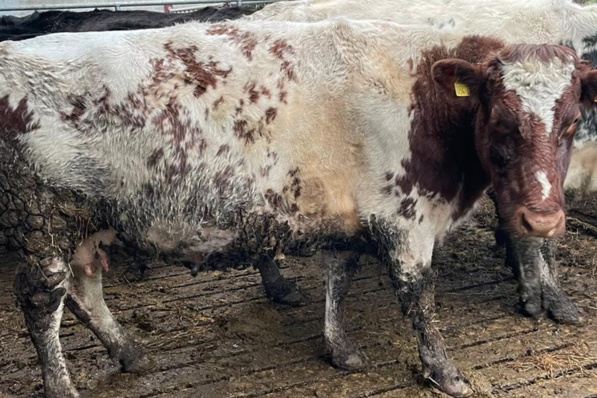 Prime Investment Opportunity: 15 Top-Quality Incalf Suckler Cows Up for Grabs at Dungannon Mart Auction on Monday 12th February