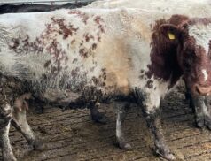 Prime Investment Opportunity: 15 Top-Quality Incalf Suckler Cows Up for Grabs at Dungannon Mart Auction on Monday 12th February
